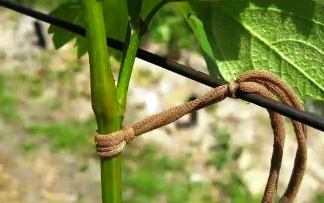 Подвязки из капрона практически незаметны и практичны в использовании