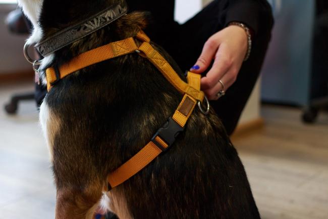 Как правильно надеть изделие на домашнего питомца