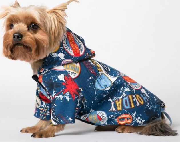 Пример одетой собачки