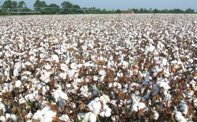 Хлопок для производства
