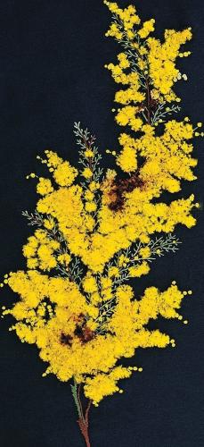 Очень красивая мимоза по бразильской технике
