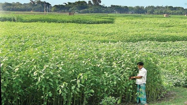 Молодые растения