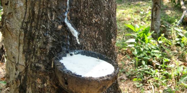 Сок дерева гевея