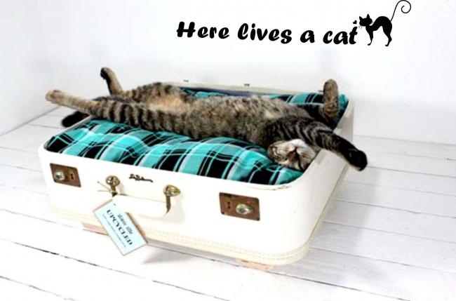 Лежанка для кота должна быть комфортной и не тесной