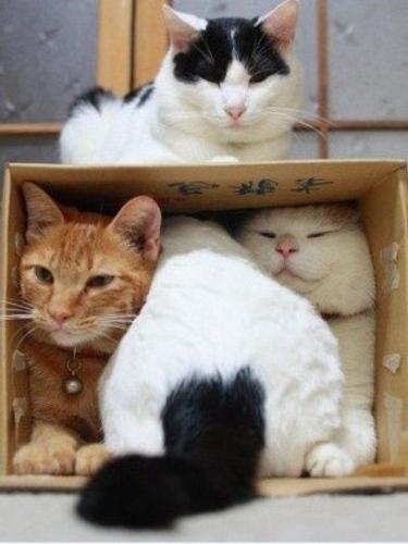 Самая простая коробка может стать любимым домом для кошки