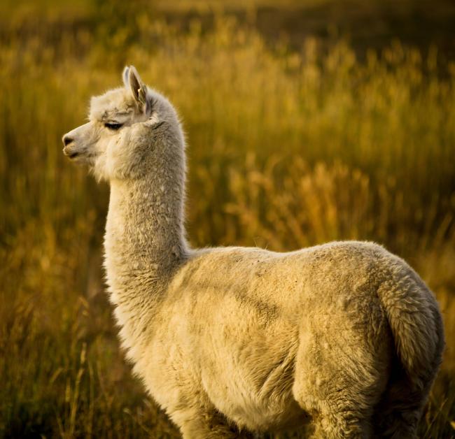Альпака уакайа домашняя