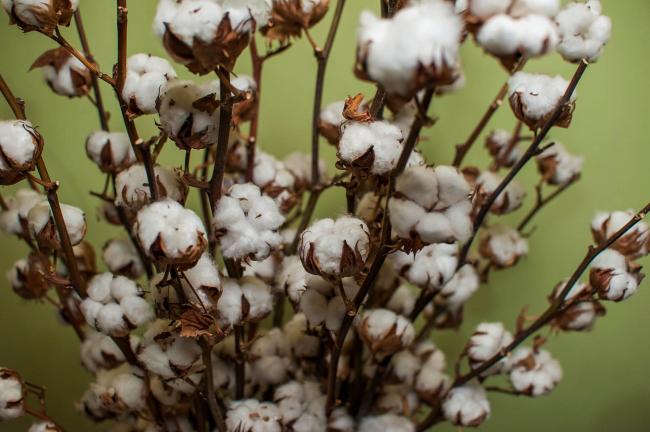 Цветок хлопка