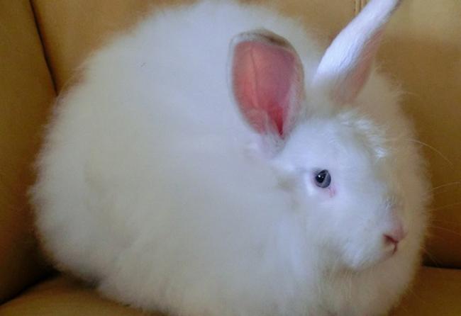 Ангорский кролик