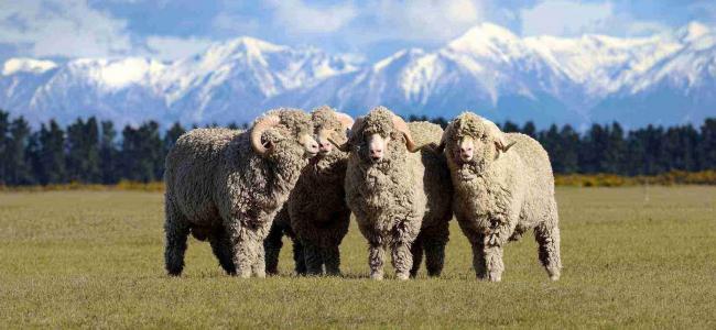 Овцы мериносы