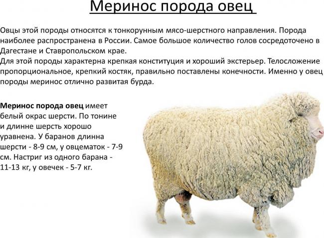 Овцы меринос