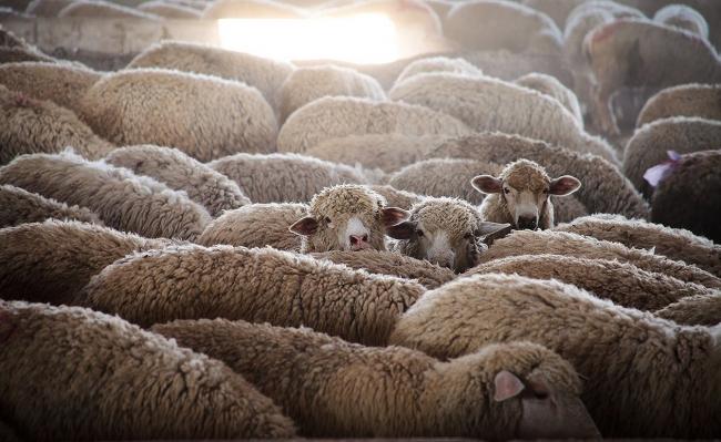 Стадо овец