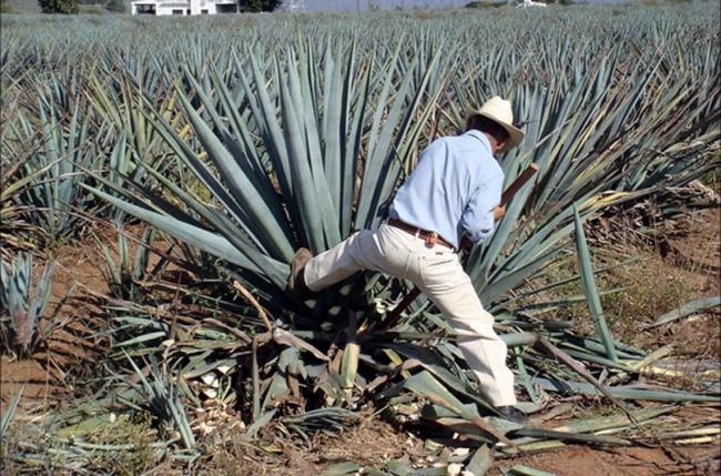 Добыча волокон